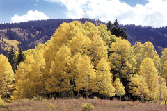 GOLD-ASPENS